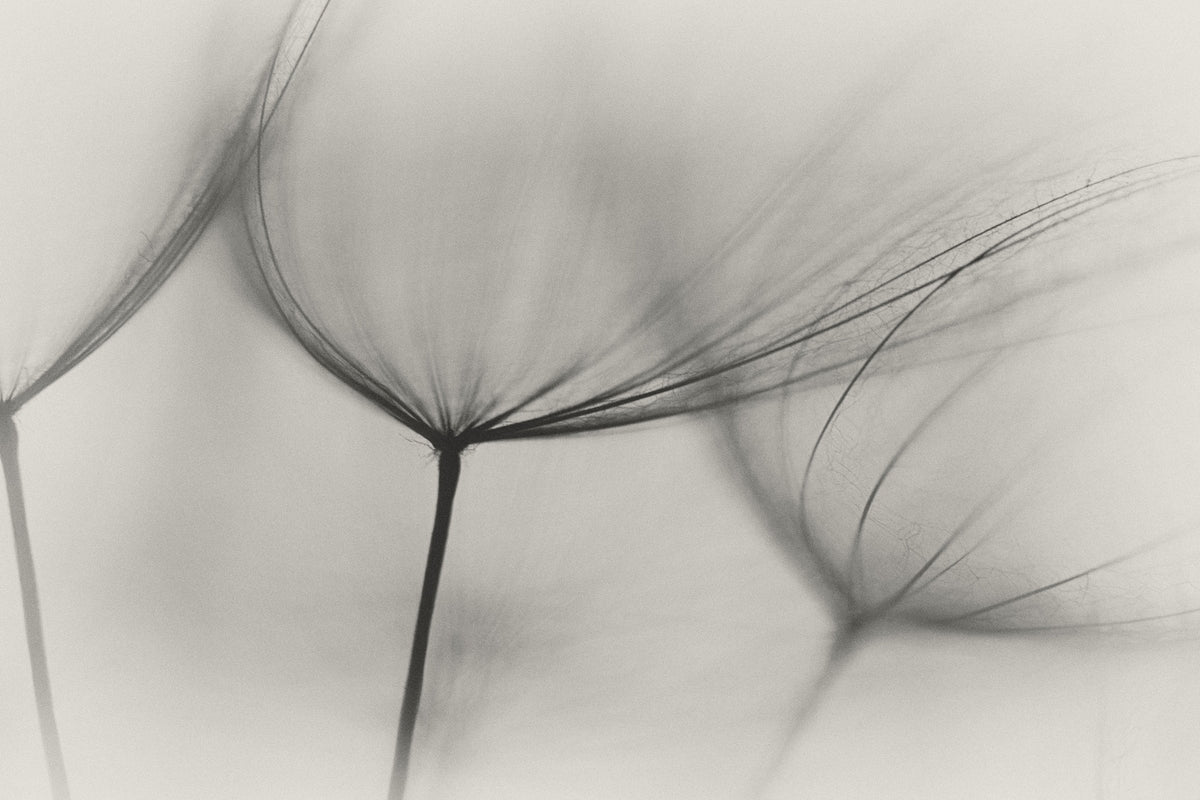 3-piece-aluminium-print-tragopogon