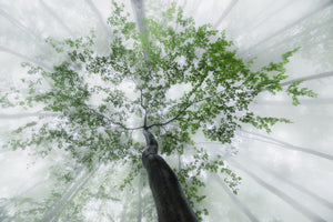 aluminium-print-misty-views
