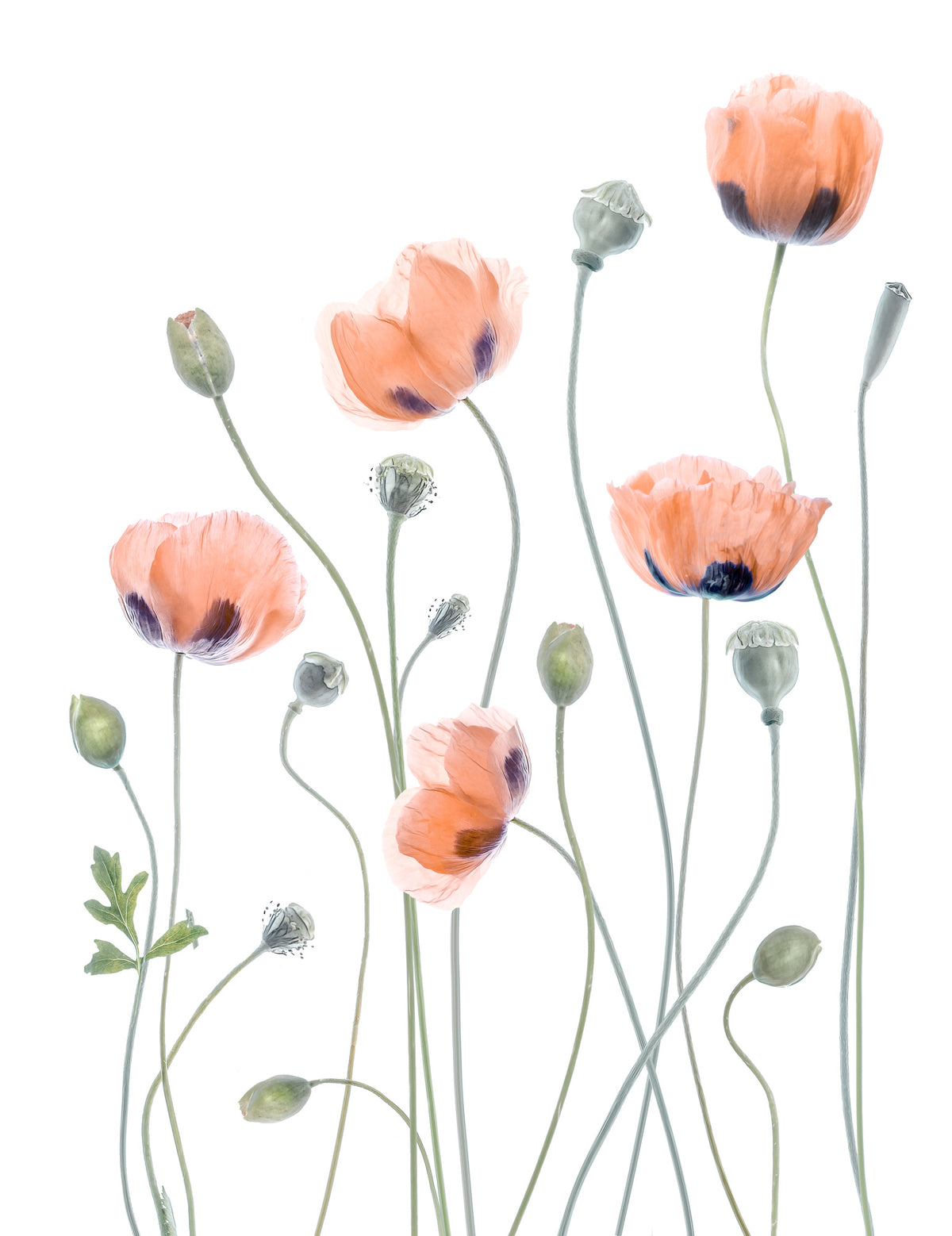 canvas-print-poppies-4