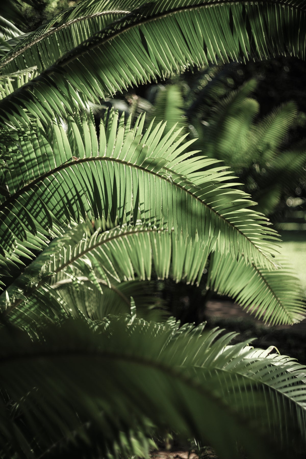 canvas-print-light-within-green