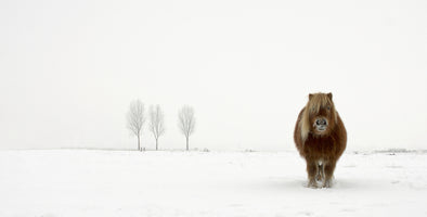 aluminium-print-the-cold-pony