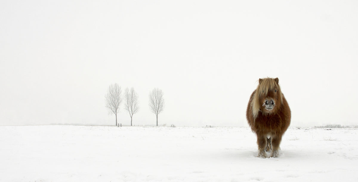 aluminium-print-the-cold-pony