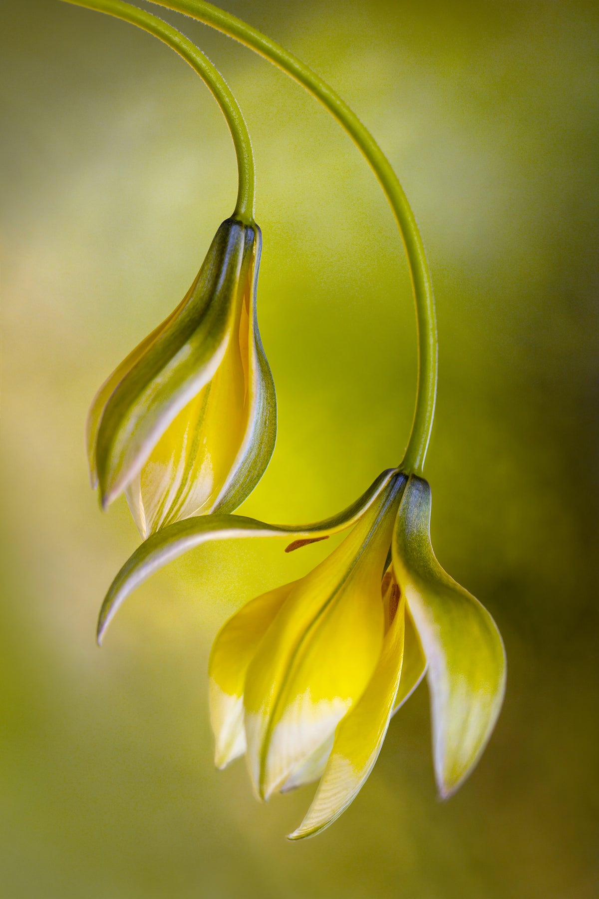 framedposter-print-tulipa
