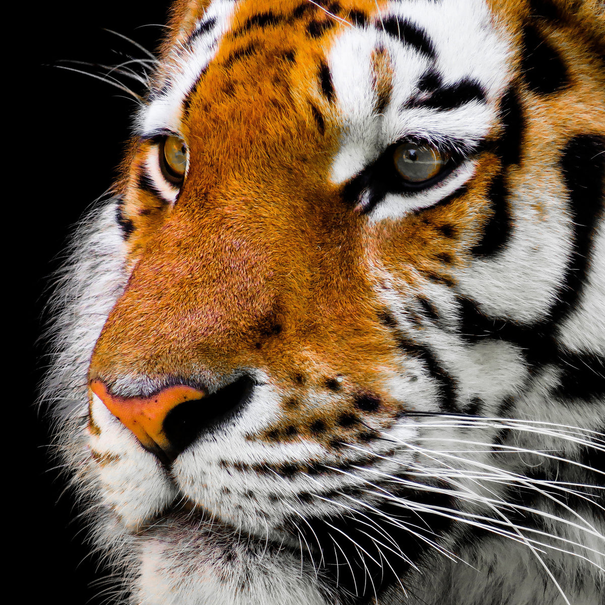 9-piece-acrylic-print-close-up-tiger-head