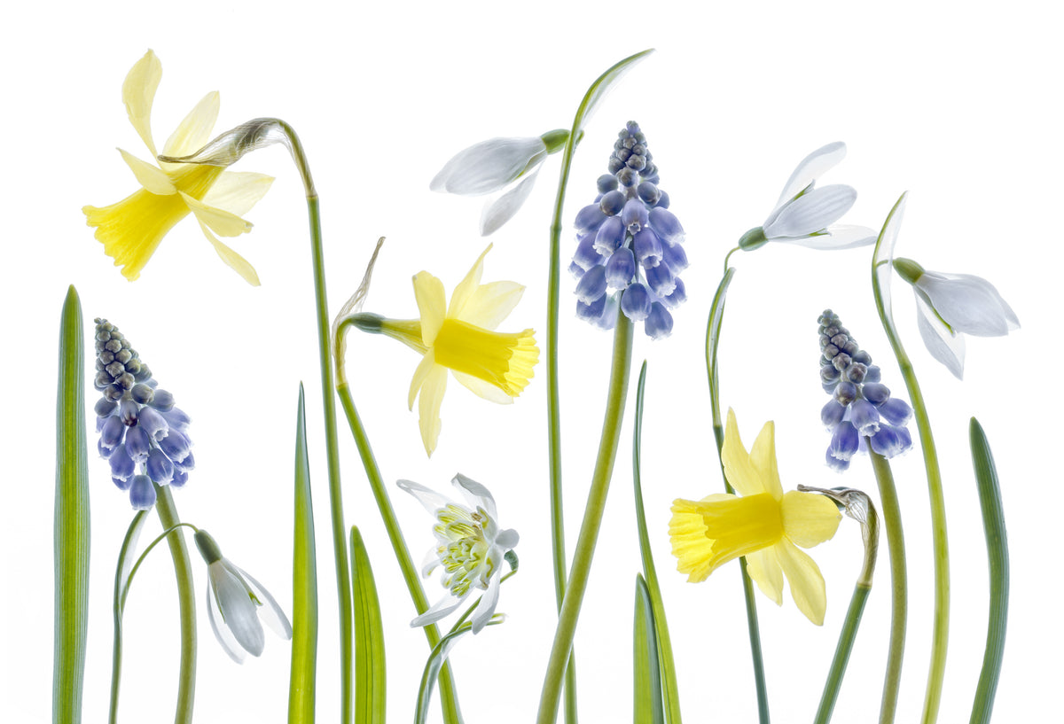 acrylic-print-spring-4