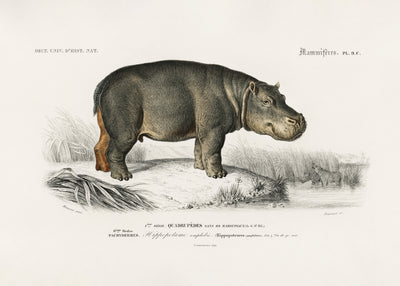 poster-print-hippopotamus