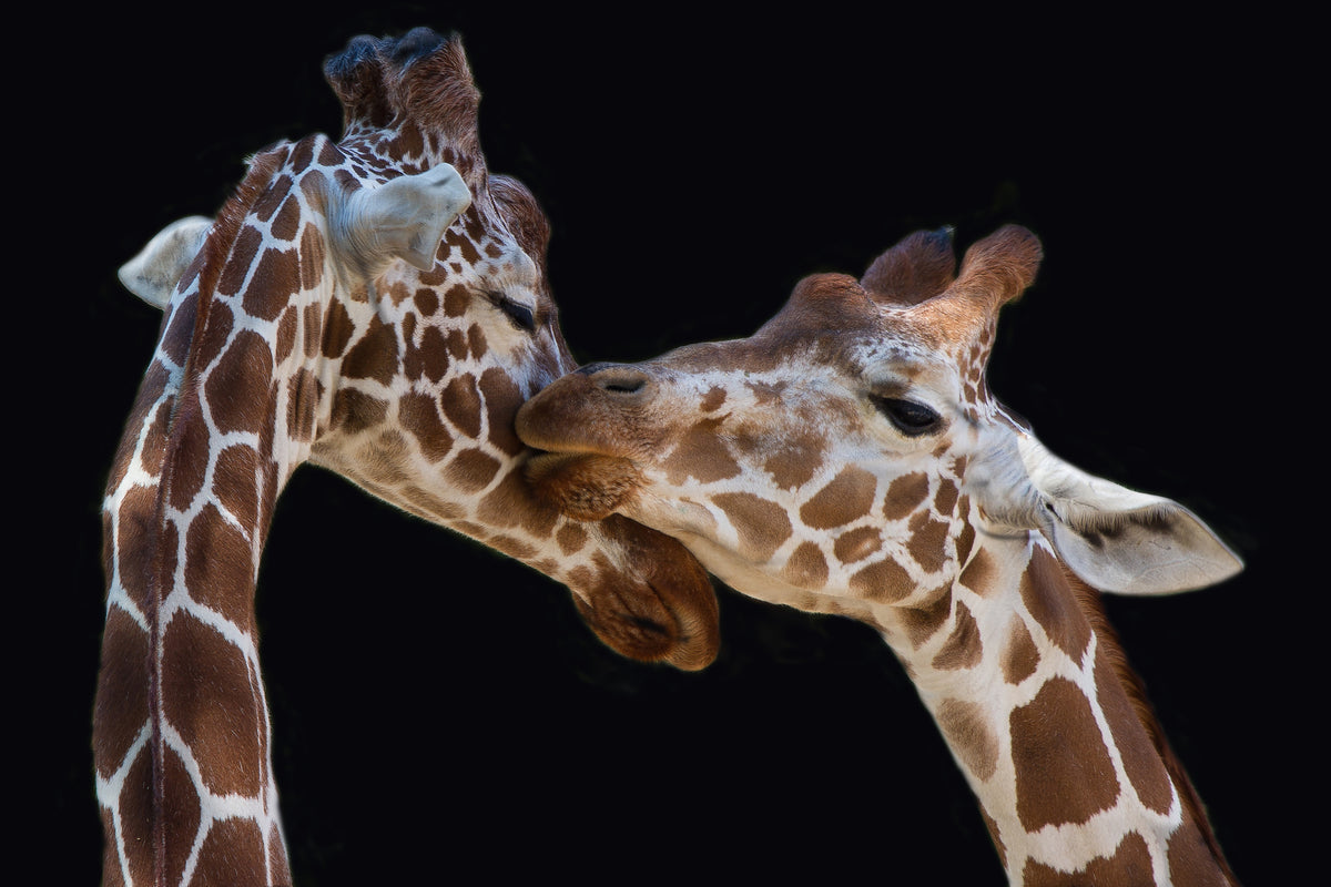 framedcanvas-print-the-kiss-x