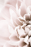 acrylic-print-chrysanthemum-no-02