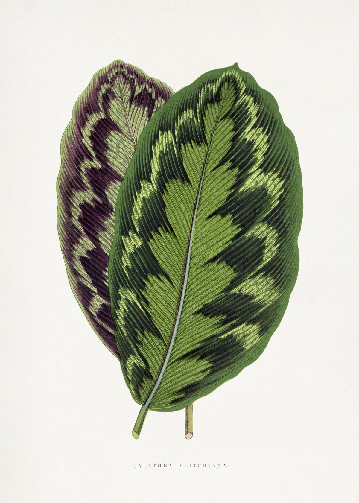 framedposter-print-calathea-veitchiana-leaf-illustration
