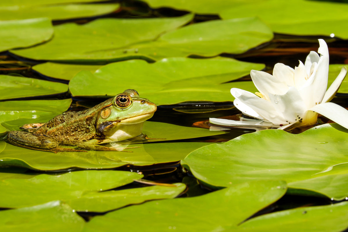 3-piece-acrylic-print-the-frog-and-the-water-lily