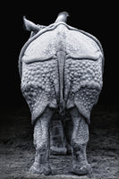 aluminium-print-rhino-buttocks