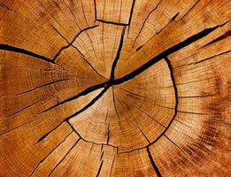 modern-4-piece-canvas-print-annual-rings-of-a-tree-trunk