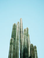 canvas-print-cacti-2