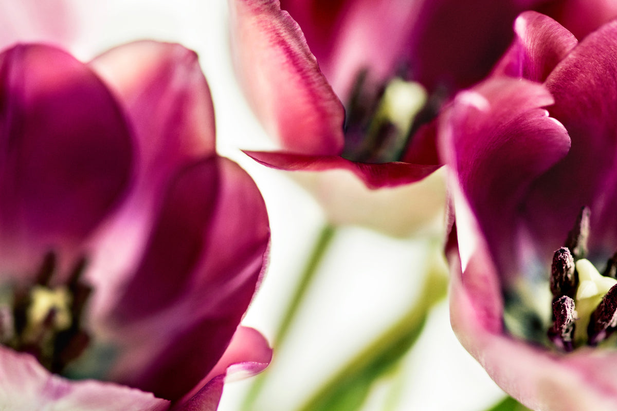 framedposter-print-tulip-iv