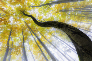 aluminium-print-reaching-for-autumn-light