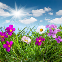aluminium-print-flowering-meadow