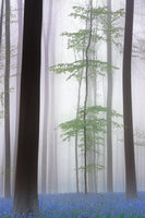 framedposter-print-foggy-forest-x