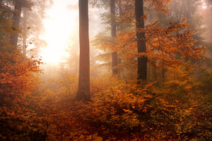 aluminium-print-autumn-xpi