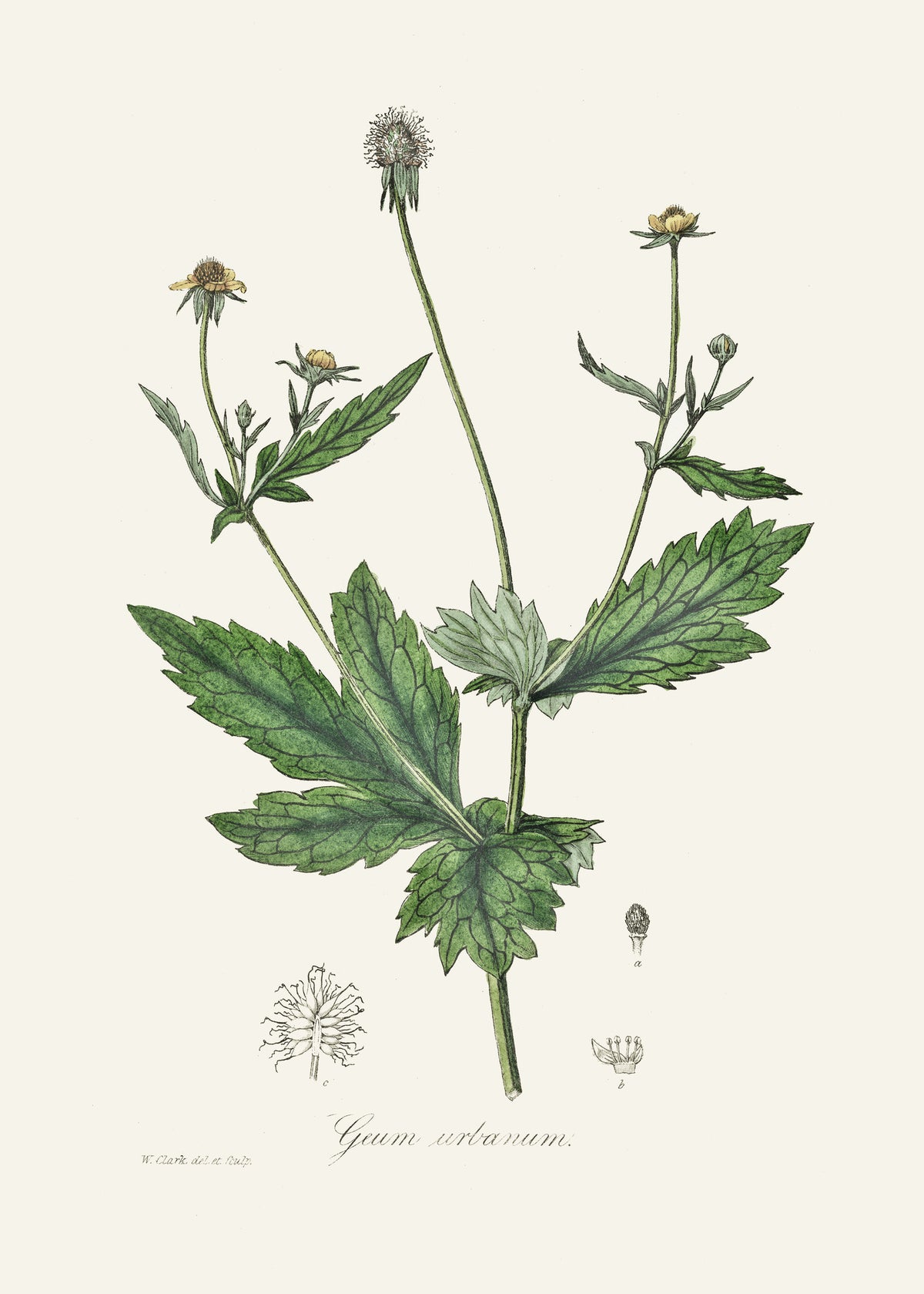 acrylic-print-wood-avens-geum-urbanum-medical-botany