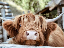 poster-print-highland-cattle-close-up