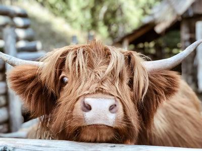 poster-print-highland-cattle-close-up