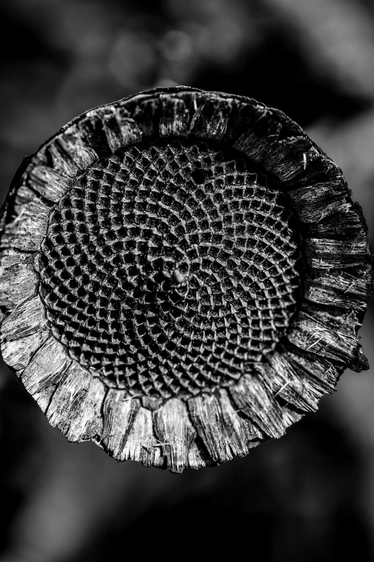 canvas-print-living-geometry