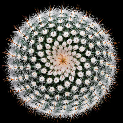 poster-print-notocactus-scopa