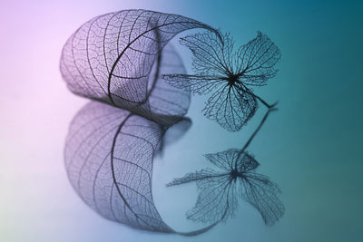 poster-print-story-of-leaf-and-flower