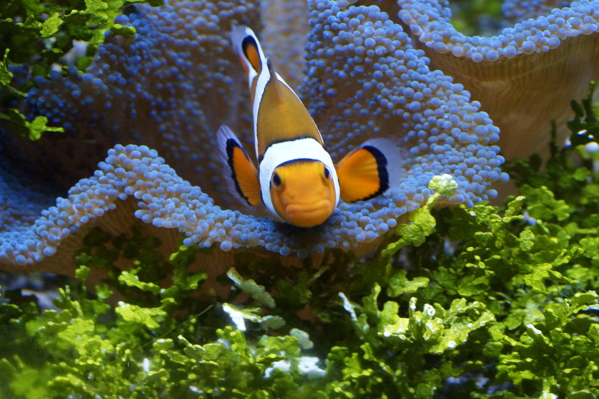 framedcanvas-print-cute-clownfish