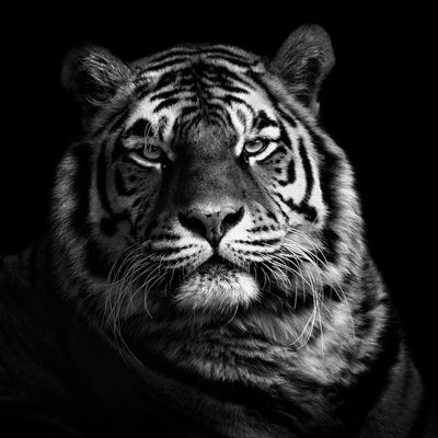 poster-print-tiger