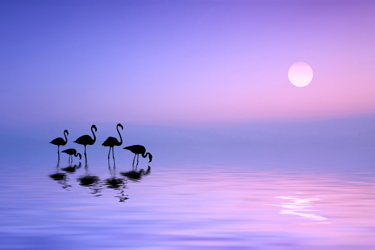 framedposter-print-morning-flamingo-x