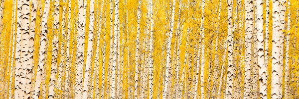 panoramic-acrylic-print-the-birch-forest-in-autumn-panorama