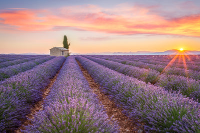 poster-print-sunrise-in-valensole