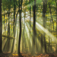 canvas-print-sunny-start-to-the-day