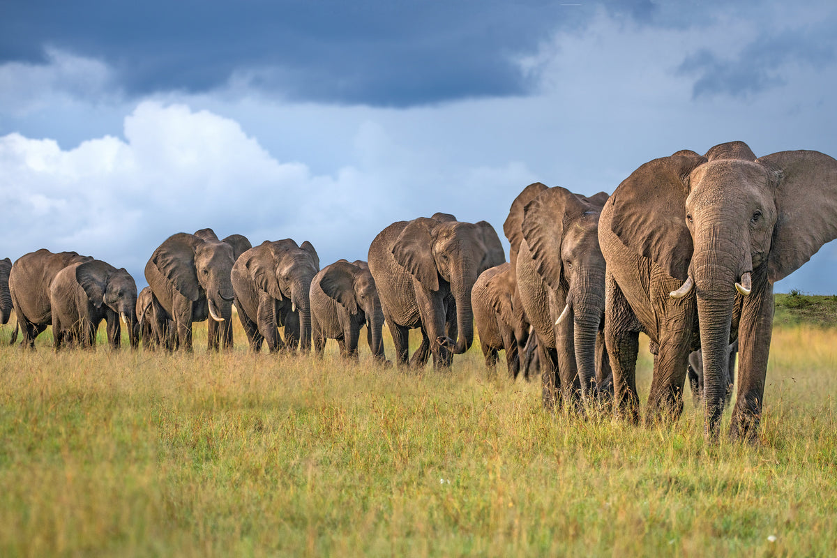 framedcanvas-print-the-land-of-the-giants-x