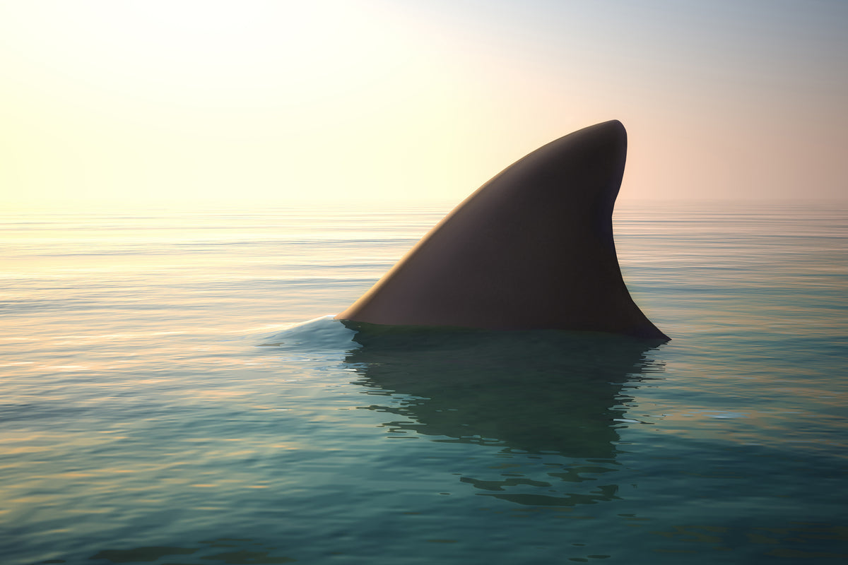 framedposter-print-shark-fin