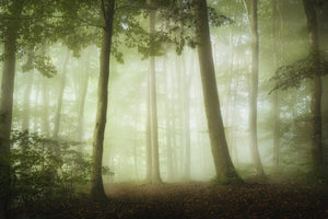 modern-3-piece-acrylic-print-during-a-gentle-morning-in-a-spring-forest