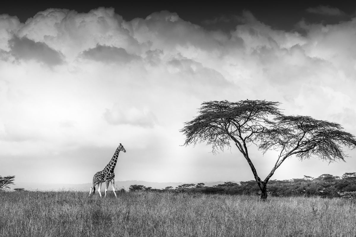 framedcanvas-print-and-i-dreamed-of-africa-x