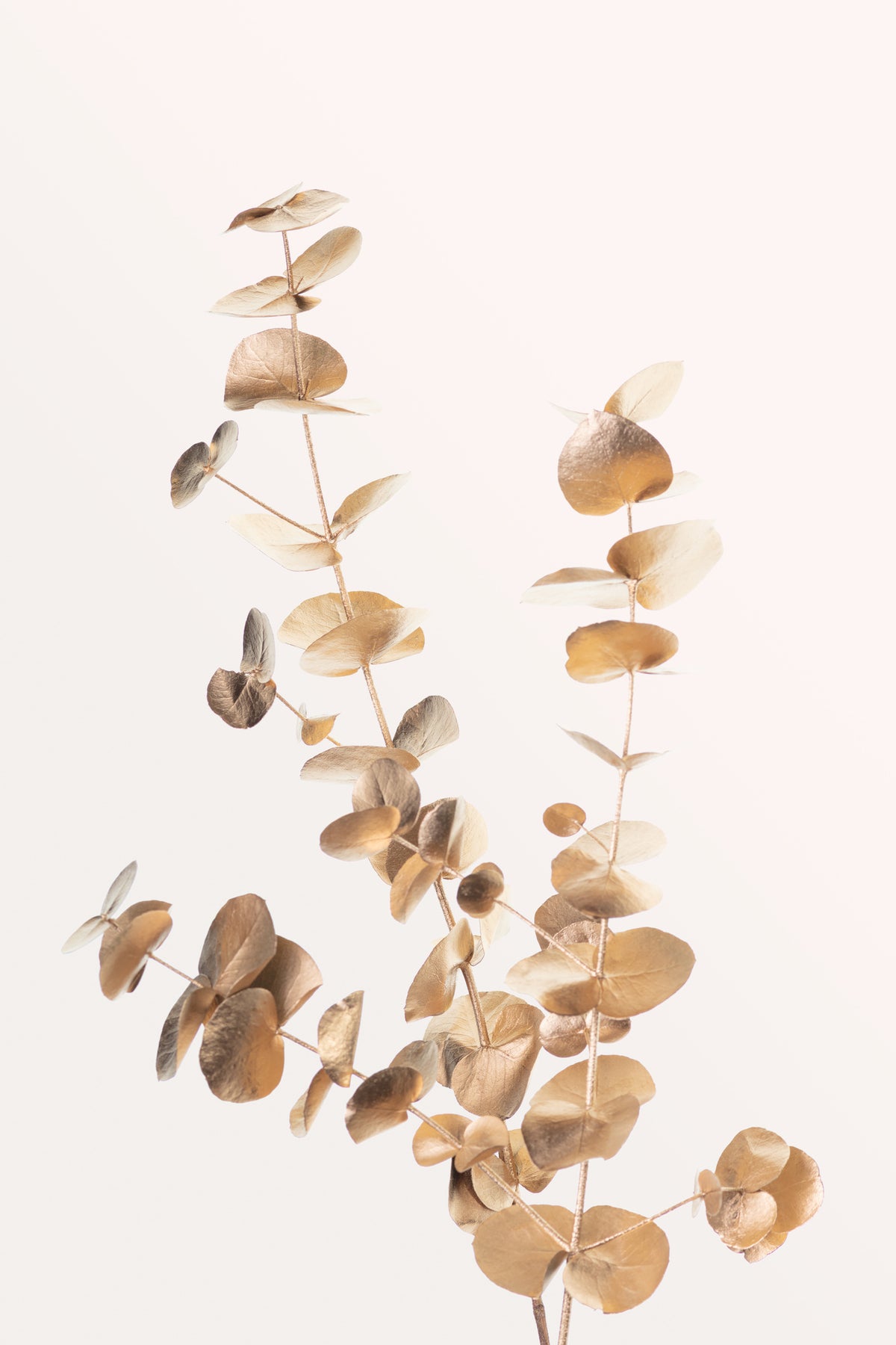poster-print-eucalyptus-gold-no-04