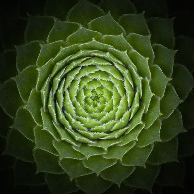 poster-print-succulent-2