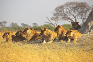 acrylic-print-lion-family