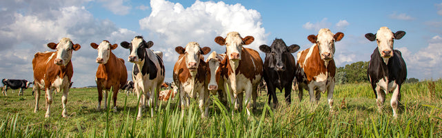 panoramic-poster-print-curious-herd-of-cows-in-the-pasture
