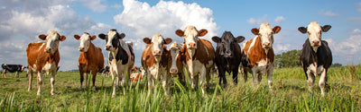 panoramic-poster-print-curious-herd-of-cows-in-the-pasture