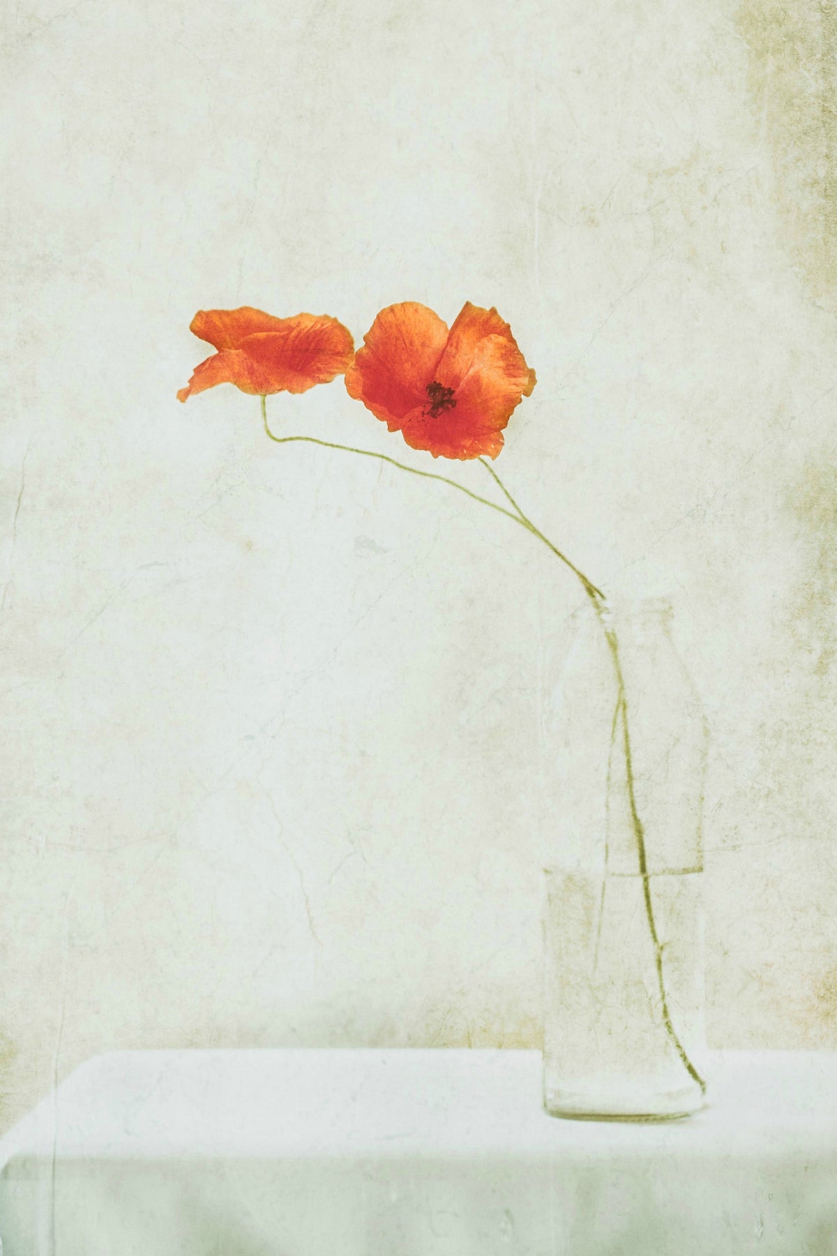 framedposter-print-two-poppies-in-a-bottle-x