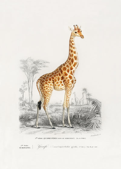 poster-print-giraffe-2