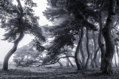 poster-print-pine-trees-dancing-in-the-fog-x