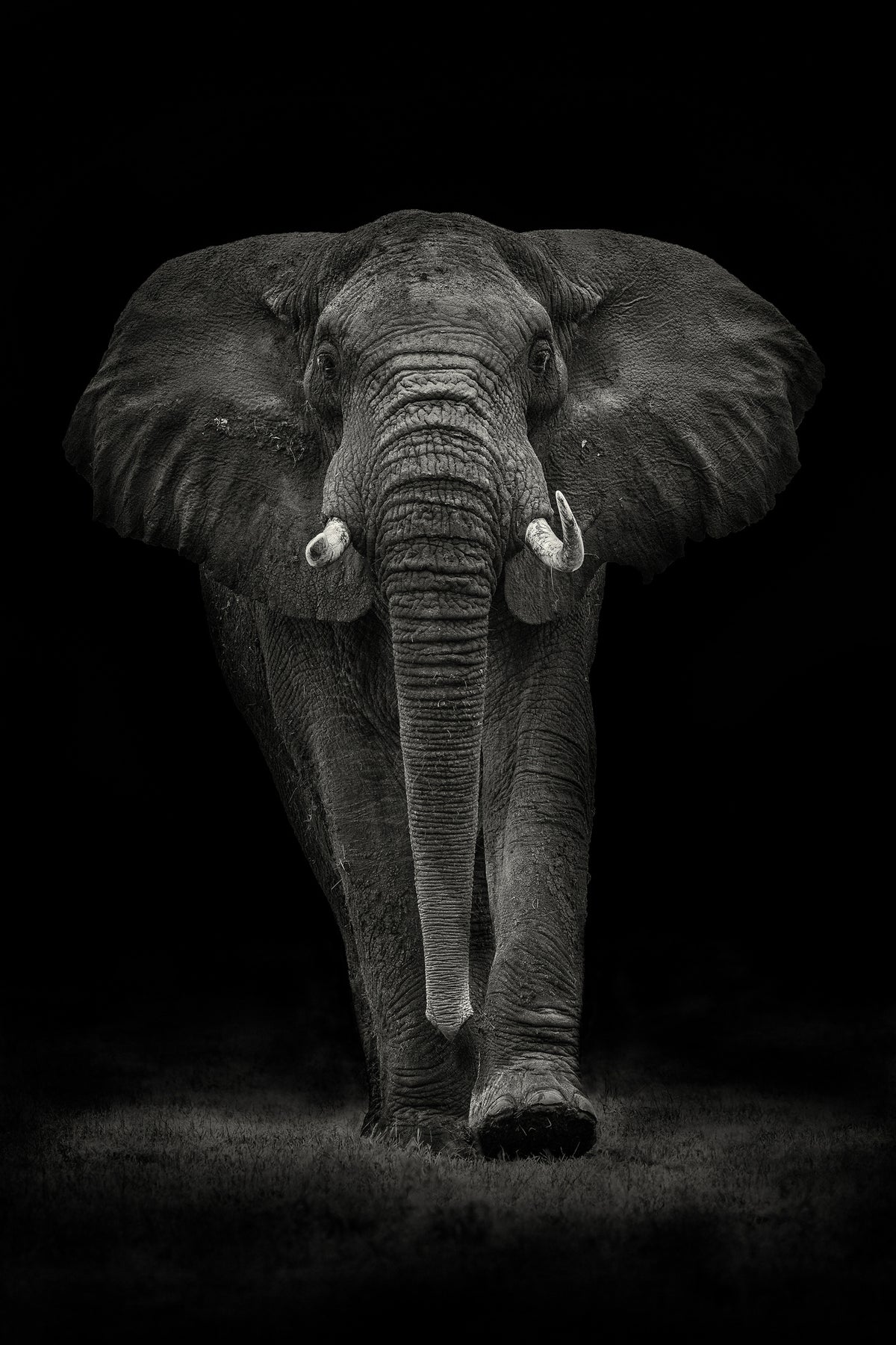 acrylic-print-ngorongoro-bull-x
