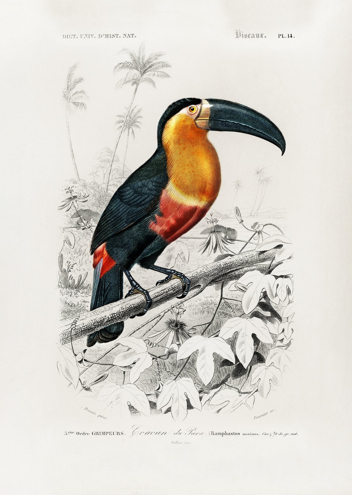 framedposter-print-toucan-ramphastos