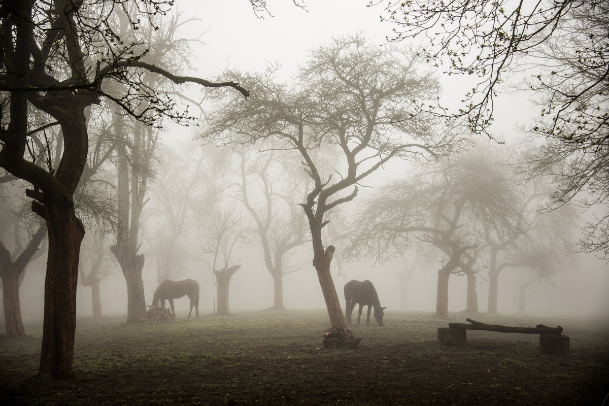 canvas-print-horses-in-a-foggy-orchard-x