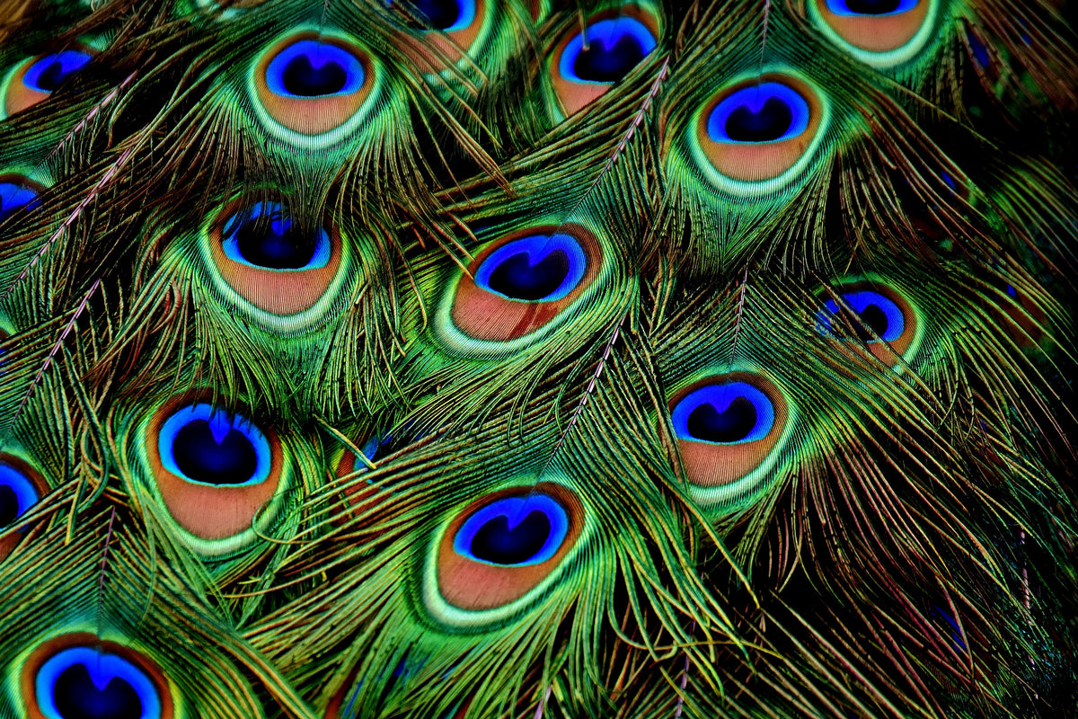 3-piece-canvas-print-peacock-feathers-xxl